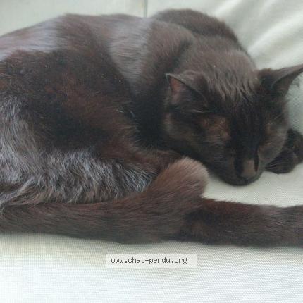 Photo de chat perdu à Nanterre