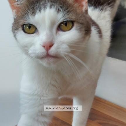 Photo de chat perdu à Roclincourt