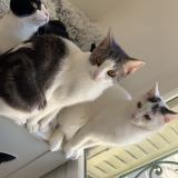 Photo de chat perdu à Mantes La Jolie