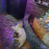 Photo de chat perdu à Chennai