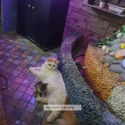 Photo 1/1 Liya Chat perdu à Chennai