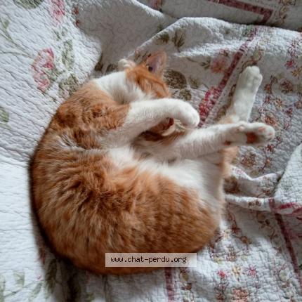 Photo 1/1 Chat retrouvé Perdu à Perpignan