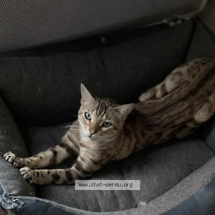 Photo 1/1 Rajah Chat perdu à Coignieres