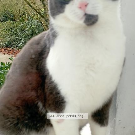 Photo de chat perdu à Breteuil Sur Iton