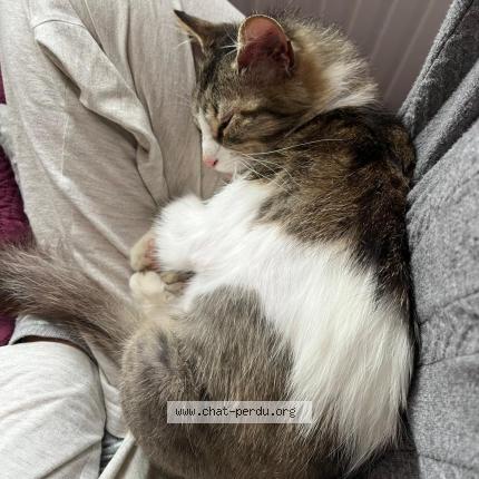 Photo 2/2 Chat retrouvé Perdu à Sarcelles