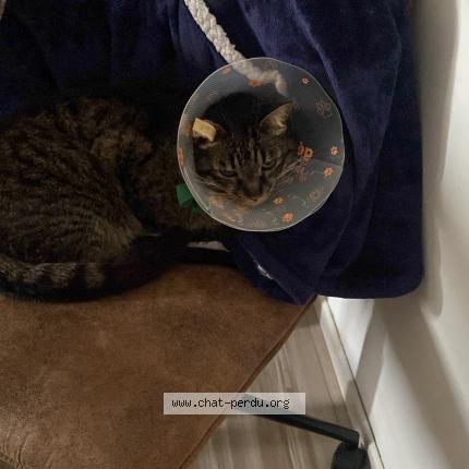Photo de chat perdu à Aimargues
