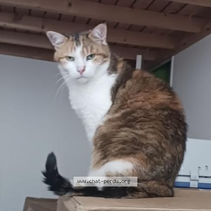Photo 1/1 Maggie Chat perdu à Grenoble