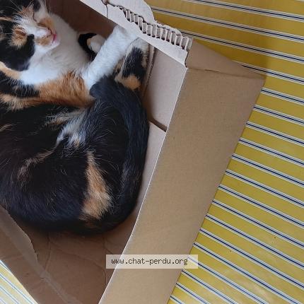 Photo 1/1 Mimine Chat perdu à Mont de marsan