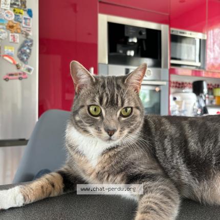 Photo de chat perdu à Fayet