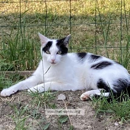 Photo 1/1 Rodéo Chat perdu à Baulay