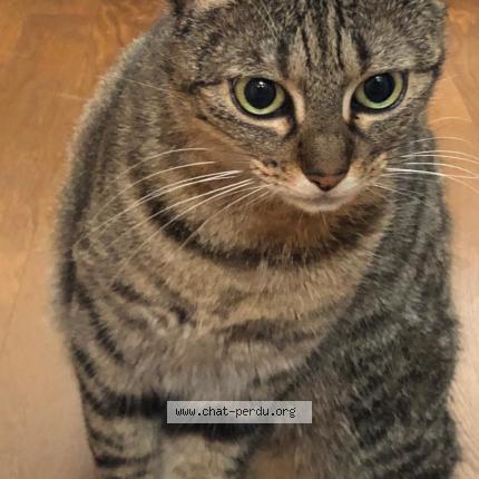 Photo de chat perdu à Viviers