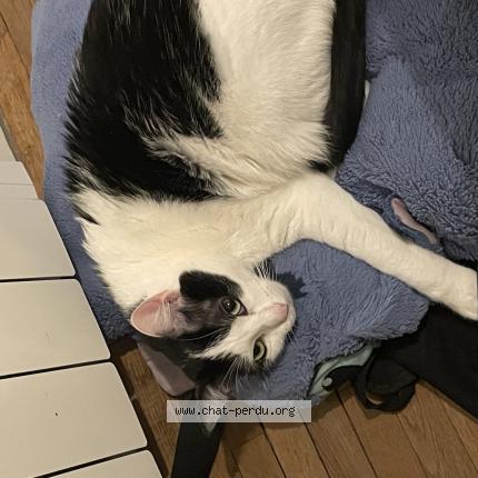 Photo de chat perdu à Poitiers