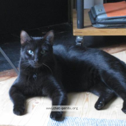 Photo de chat perdu à Corbeil Essonnes