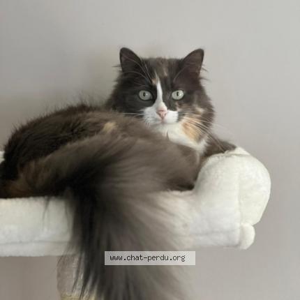 Photo de chat perdu à Wasselonne