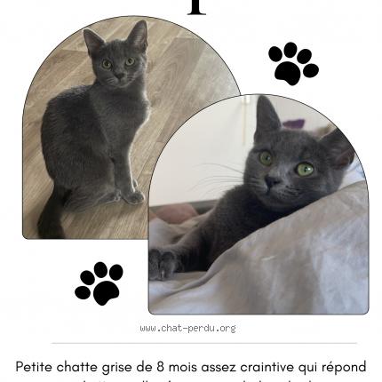 Photo de chat perdu à Croix