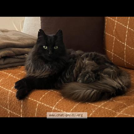 Photo de chat perdu à Bezons