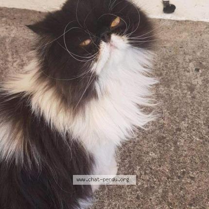 Photo 1/1 Batman Chat perdu à Lons