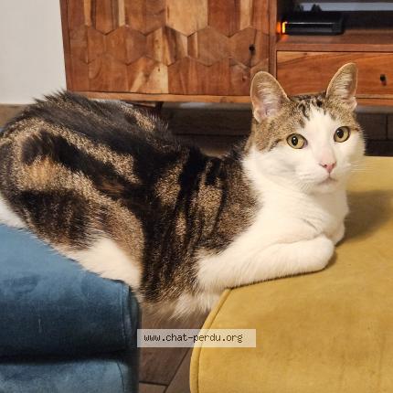 Photo de chat perdu à Nery