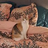 Photo de chat perdu à La Bazoge