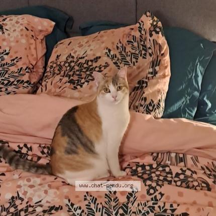 Photo 2/2 Chat retrouvé Perdu à La bazoge