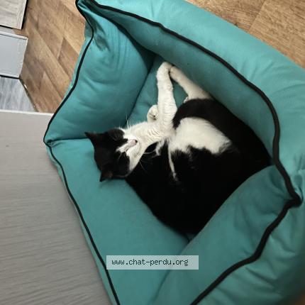 Photo de chat perdu à Noeux Les Mines