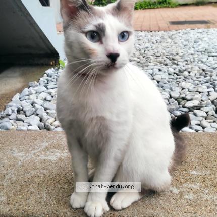 Photo 1/1 Chat retrouvé Trouvé à Saumur