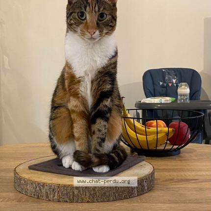 Photo 1/1 PASTELLE Chat perdu à Le rouret