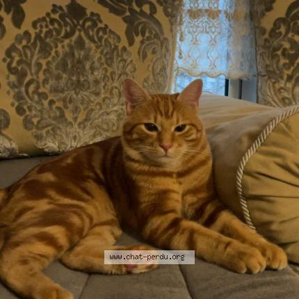 Photo de chat perdu à Paris