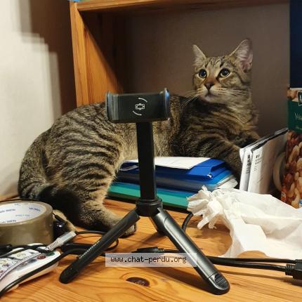 Photo de chat perdu à Bobigny