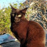 Photo de chat perdu à Poissy