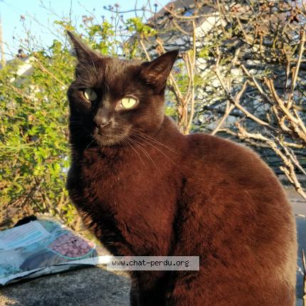 Photo 1/1 Chat retrouvé Perdu à Poissy