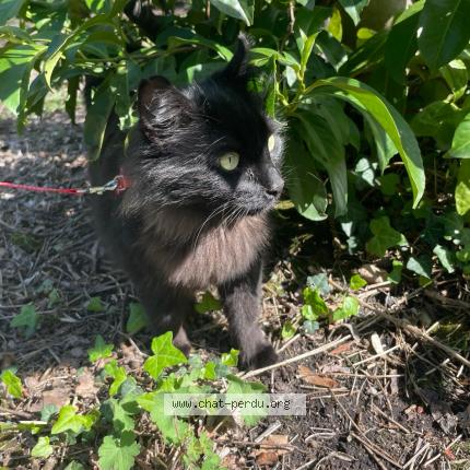 Photo de chat perdu à Notre Dame Briancons La Lechere