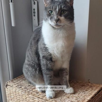 Photo 1/1 Chat retrouvé Perdu à Semeac