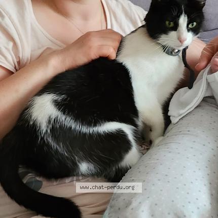Photo 1/1 Chat retrouvé Perdu à Dieulouard