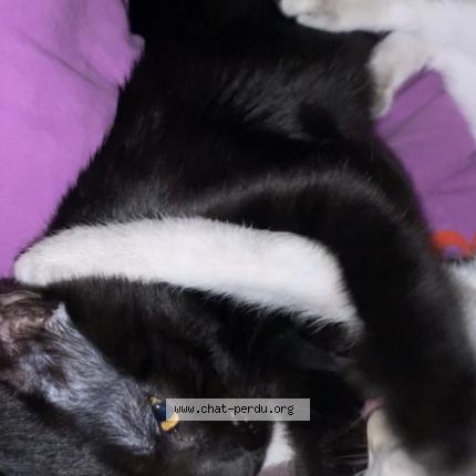 Photo de chat perdu à Dijon