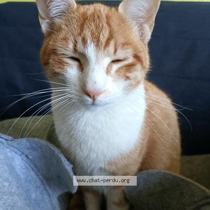 Photo 1/1 Chat retrouvé Perdu à Toulouse