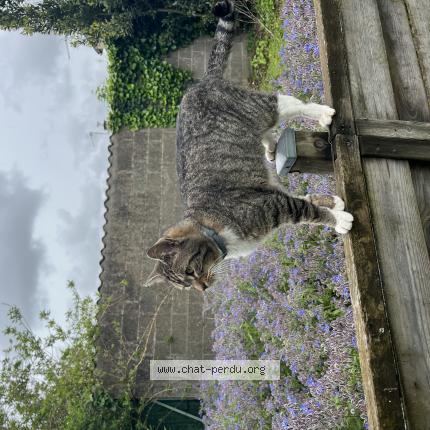 Photo de chat perdu à Fontenay Le Comte