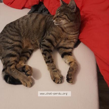 Photo 1/1 Chat retrouvé Perdu à Poissy