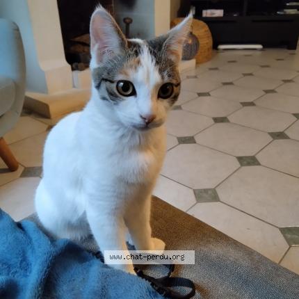 Photo 1/1 CHIPIE Chat perdu à Saint gervais en belin