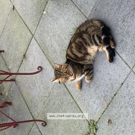 Photo 1/1 Chat retrouvé Trouvé à Bonnelles