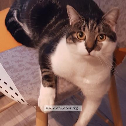 Photo 1/1 Chat retrouvé Perdu à Bischheim