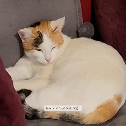 Photo de chat perdu à Grenade