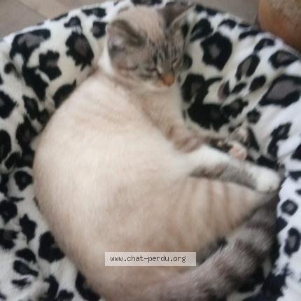 Photo de chat perdu à Decazeville