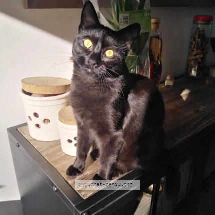 Photo de chat perdu à Caudebec Les Elbeuf