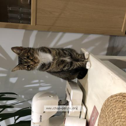 Photo de chat perdu à Villiers Sur Marne