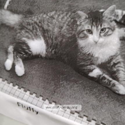 Photo 1/1 Chat retrouvé Perdu à Gaillard