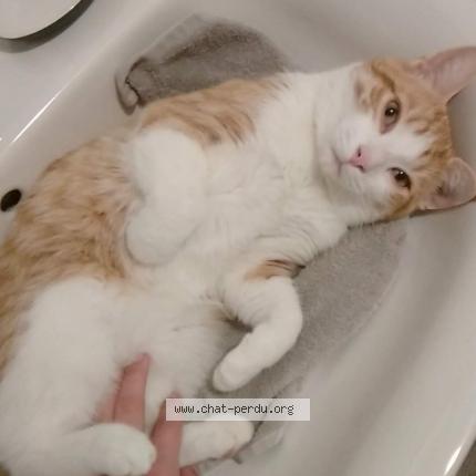 Photo 1/1 Chat retrouvé Perdu à Hulluch