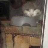 Photo de chat trouvé à Sorede