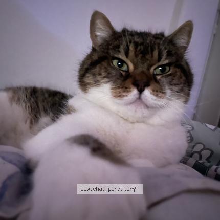 Photo de chat perdu à Chantilly