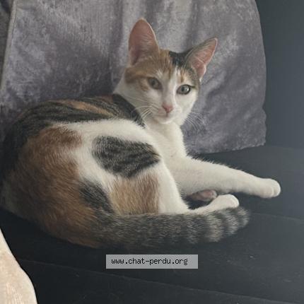 Photo de chat perdu à Corbeil Essonne